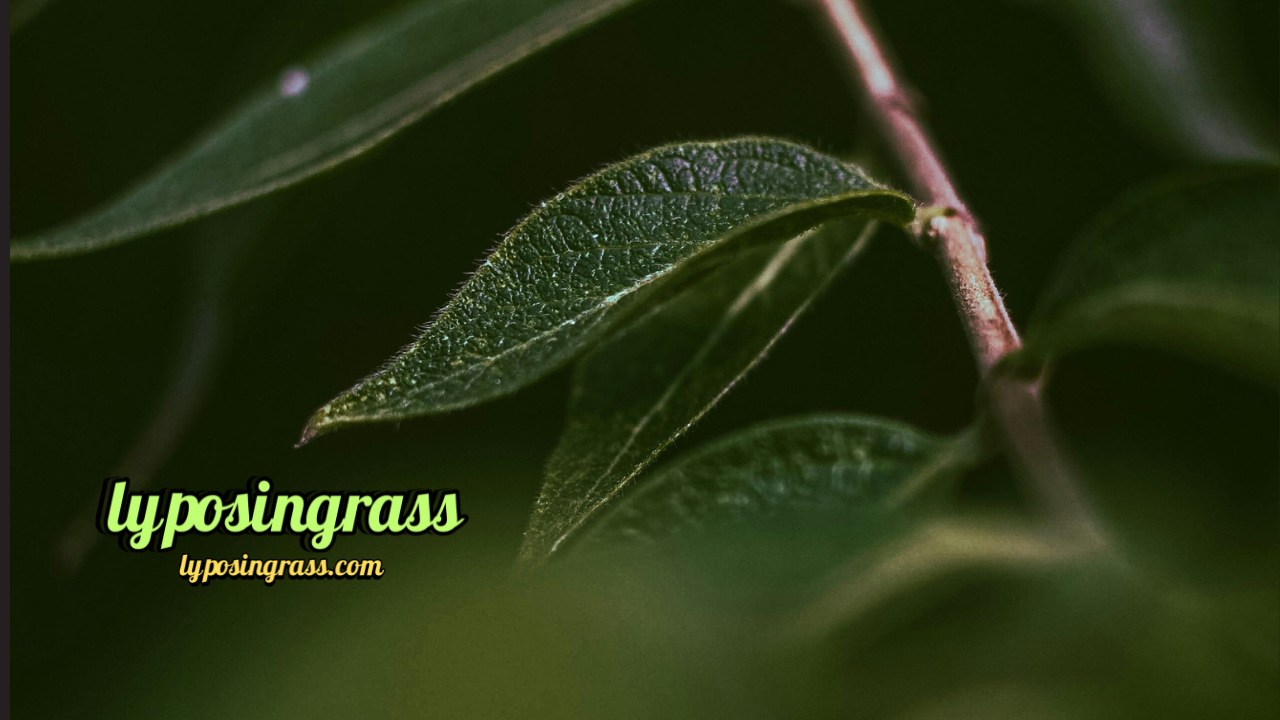 Lyposingrass: The Amazing Grass That Helps Your Body